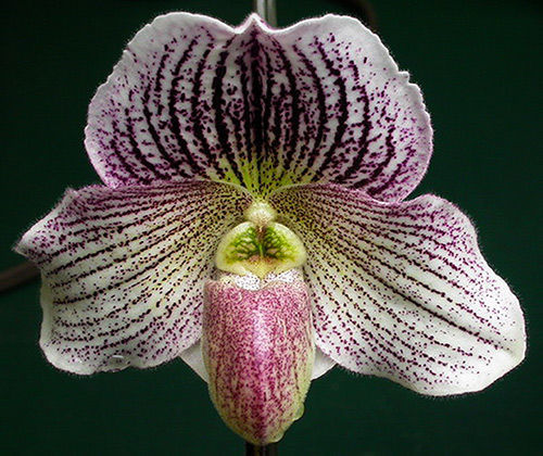 Paphiopedilum_Greyi-fairrieanum.jpg